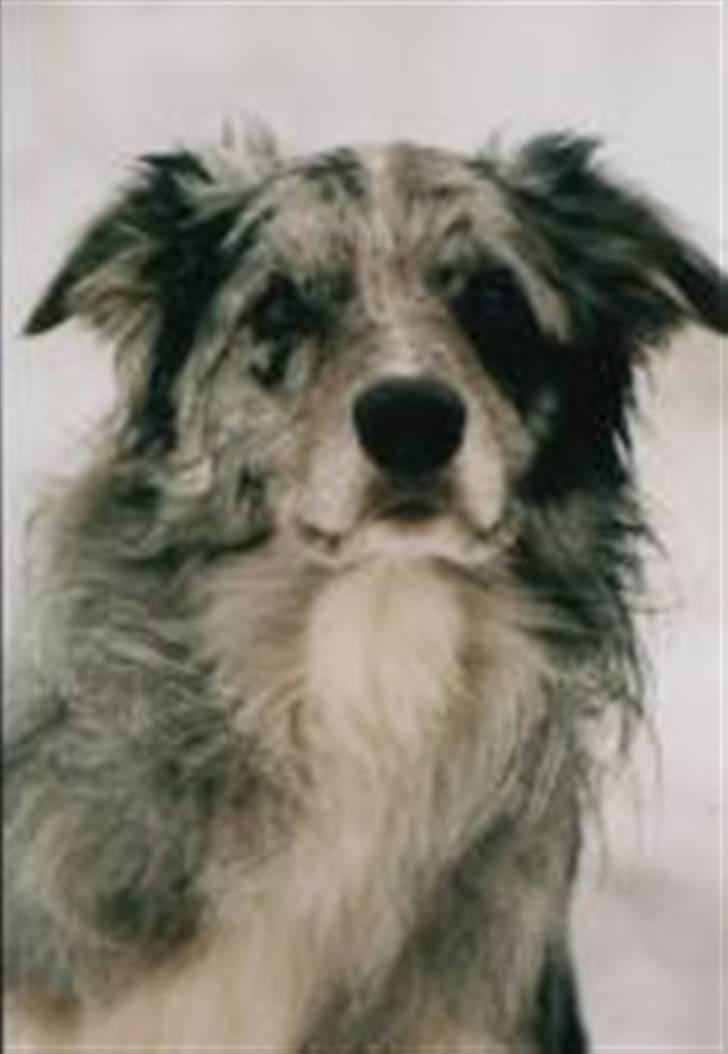 Border collie Exit - Spooky - Exit´s far billede 8