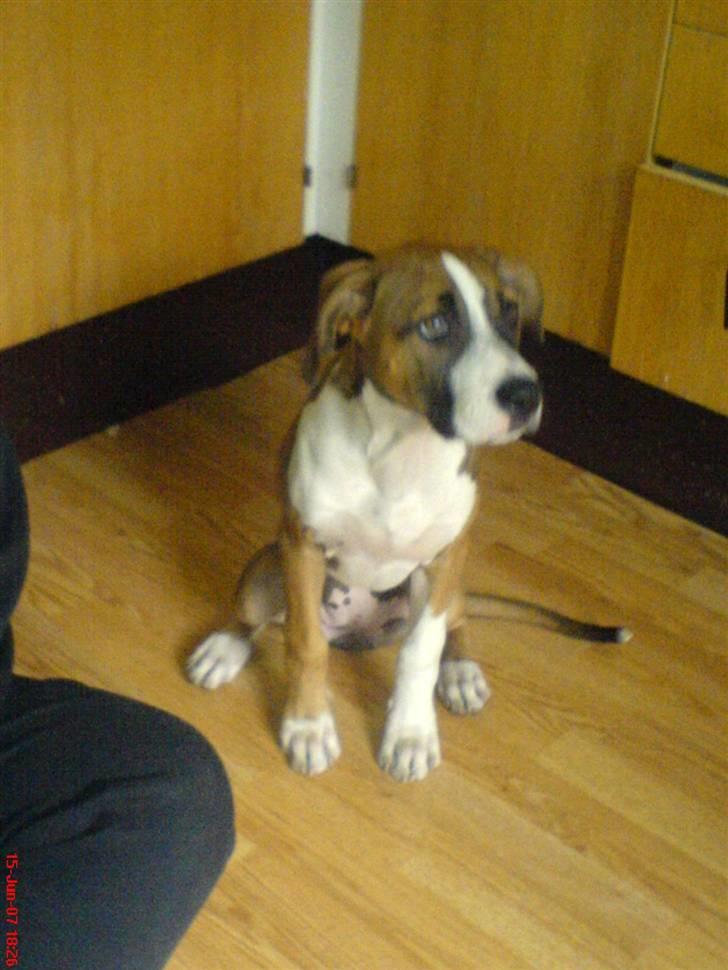 Blanding af racer gina - får jeg  snart mad billede 1