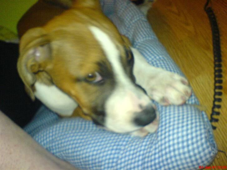 Blanding af racer gina - jeg ligger lige og slapper billede 2