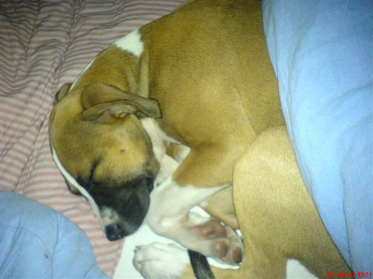 Blanding af racer gina - jeg var meget træt billede 3