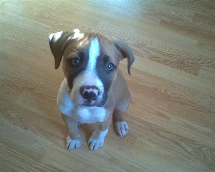 Blanding af racer gina - det er mig som mindre billede 4