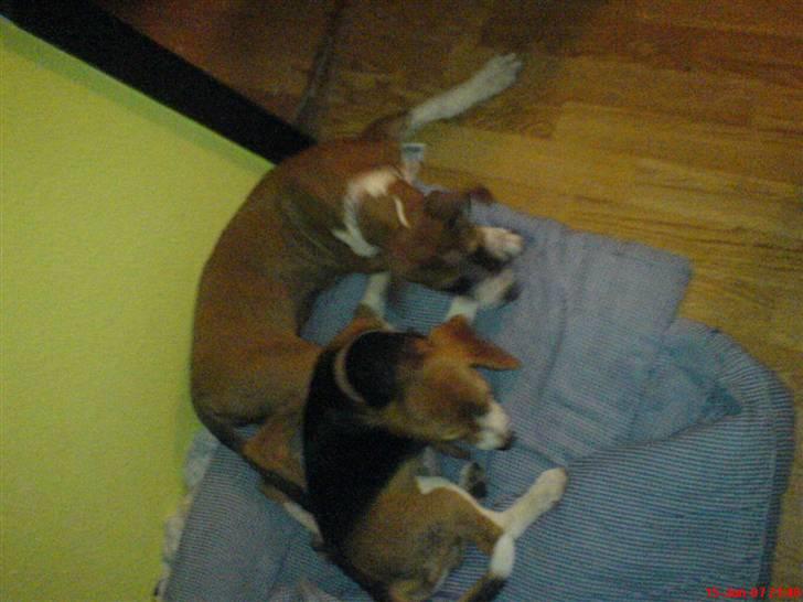 Blanding af racer gina - det er min legekameret billede 5