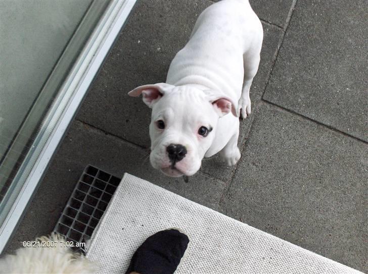 Amerikansk bulldog Basse - Sagde du noget?? billede 16