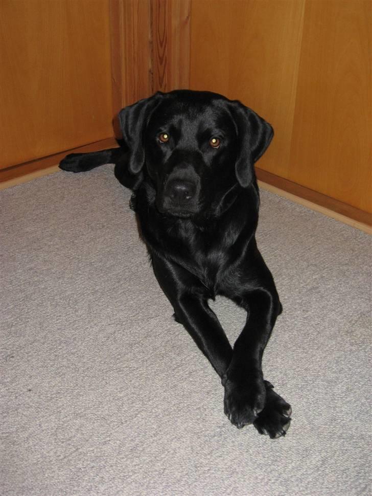 Labrador retriever Marcus billede 6