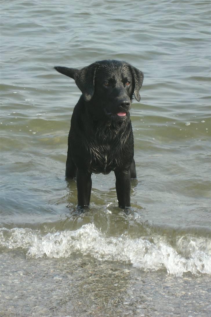 Labrador retriever Marcus - Marcus ved stranden en dejlig dag... billede 8