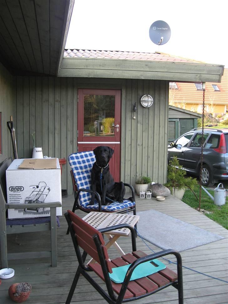 Labrador retriever Marcus - Marcus bruger gerne stolen eller bænken for at få bedre overblik ;-) billede 9