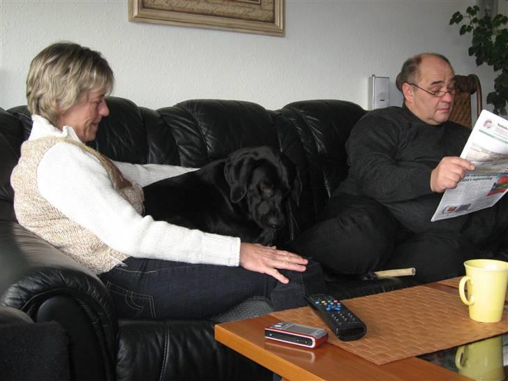 Labrador retriever Marcus - Marcus ordner tæer på sig selv i sofaen billede 10