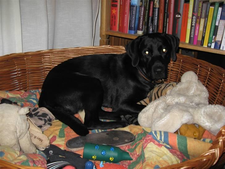 Labrador retriever Marcus - Marcus i hans "lille" kurv (han er en stor labber, det er en mega kurv) billede 11