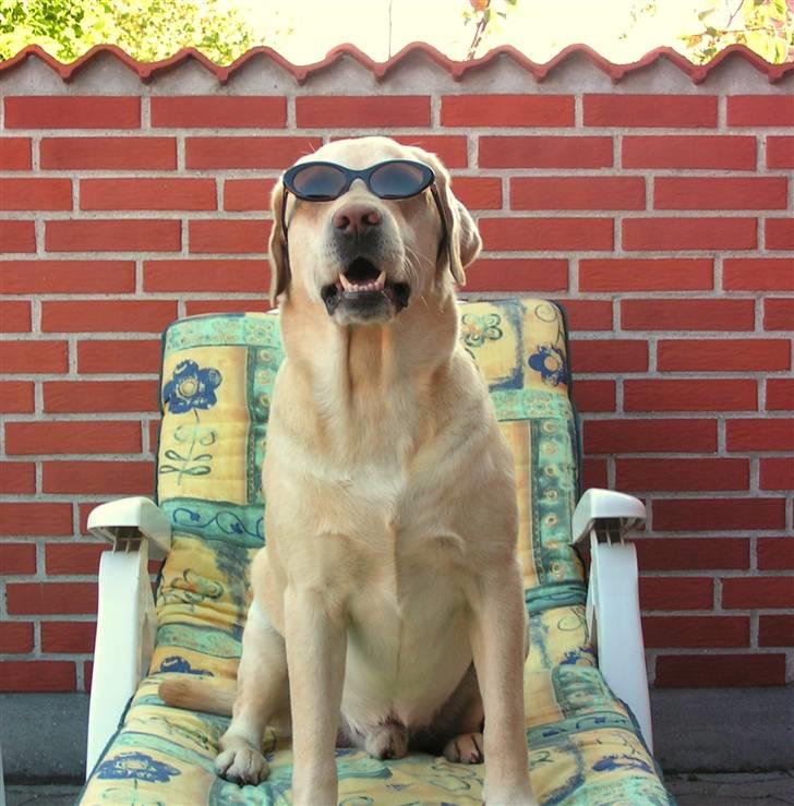 Labrador retriever Pepsi - Pepsi nyder sommeren billede 1