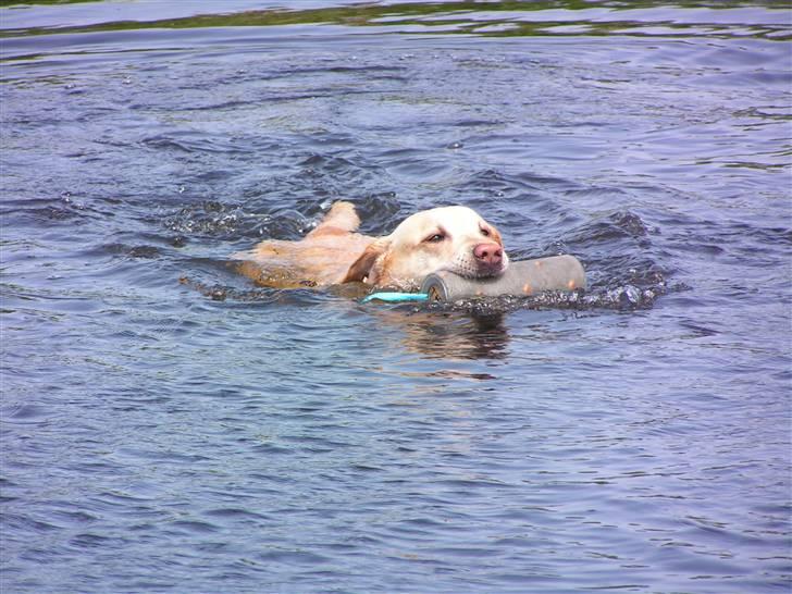 Labrador retriever Pepsi - Pepsi på vej tilbage efter en vandmarkering billede 2