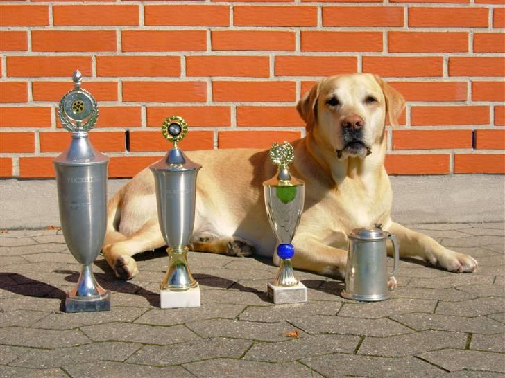 Labrador retriever Pepsi - Pralebillede - pepsi med alle hans pokaler billede 3