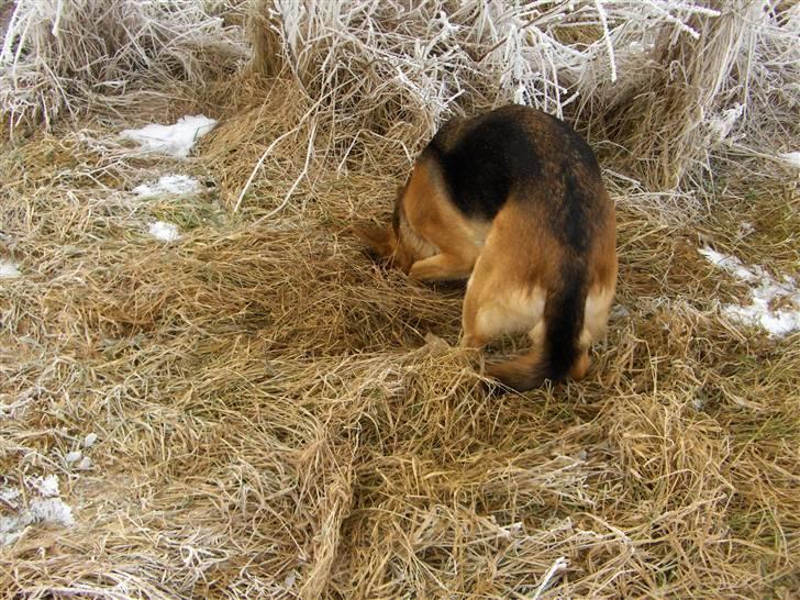 Schæferhund Tutte - Hvor blev den af??? muse muse mus kom frit frem...... billede 11