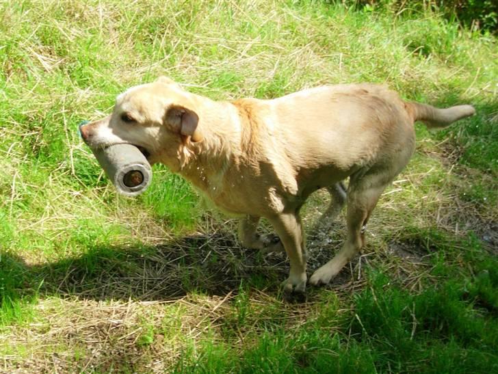 Labrador retriever Pepsi - Pepsi for fuld skrue med en vanddummy - han elsker det ! billede 4