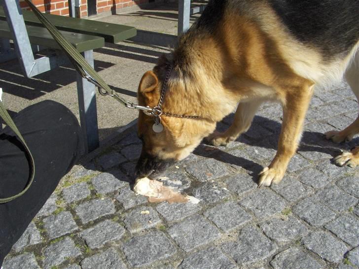 Schæferhund Tutte - He he du tabte noget is, det spiser jeg lige... billede 12