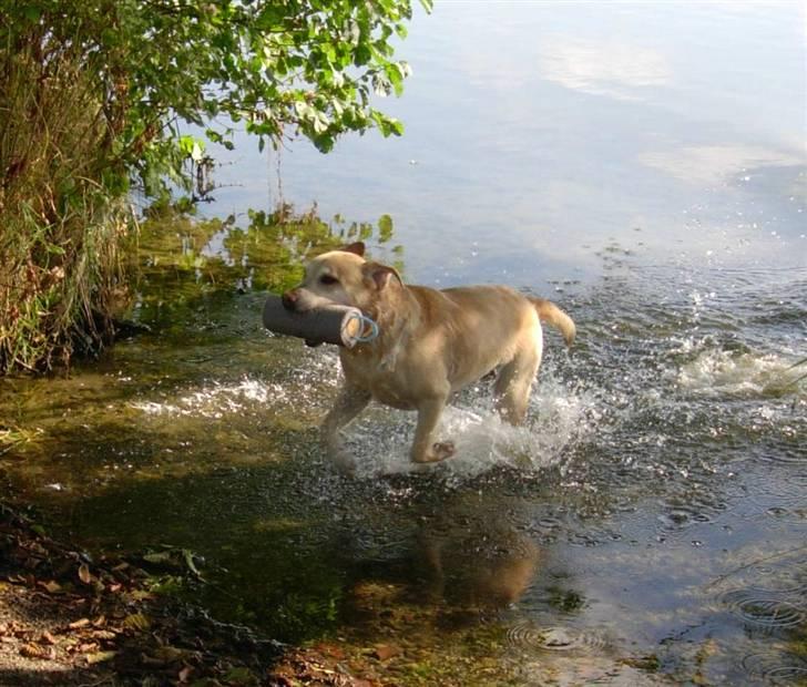 Labrador retriever Pepsi - Pepsi er en værre vandhund - smil ! billede 5