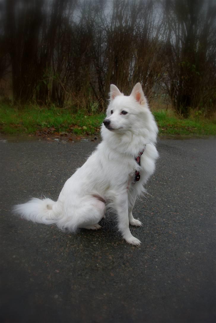 Japansk spids Grazy Daisy - R.I.P. :'( <3 - smuklingen sidst i 2010 billede 2