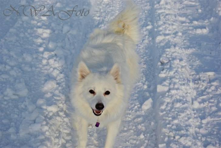 Japansk spids Grazy Daisy - R.I.P. :'( <3 - 2010 billede 7