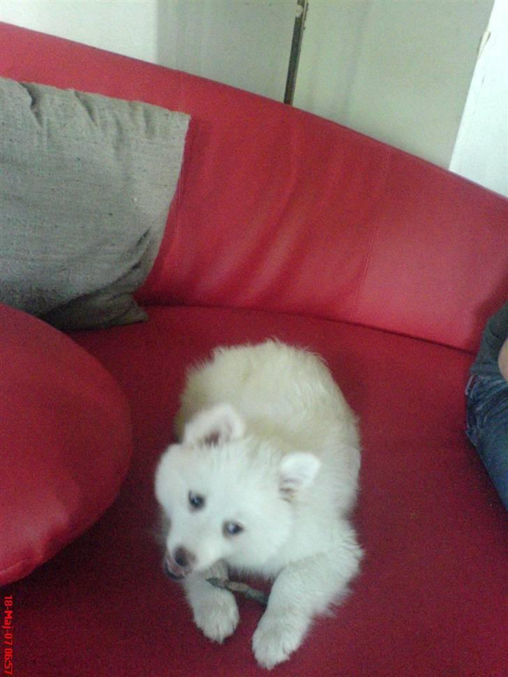 Japansk spids Grazy Daisy - R.I.P. :'( <3 - Mmmm. altid lækkert med en pind! - da vi lige havde fået hende billede 8