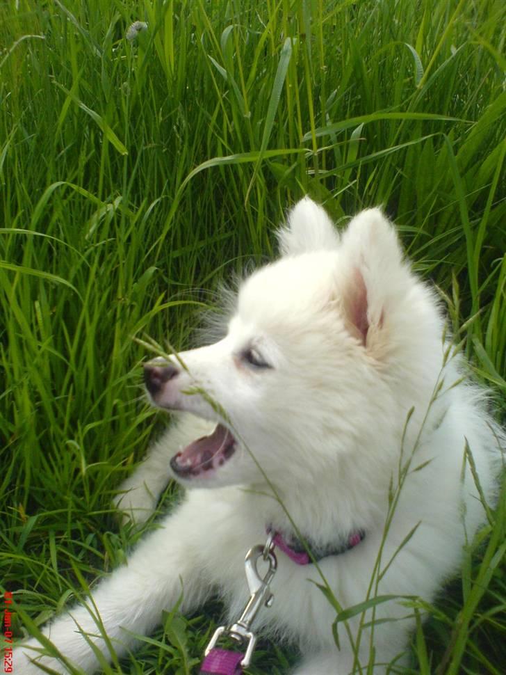 Japansk spids Grazy Daisy - R.I.P. :'( <3 - Det græs er altså i vejen! billede 9