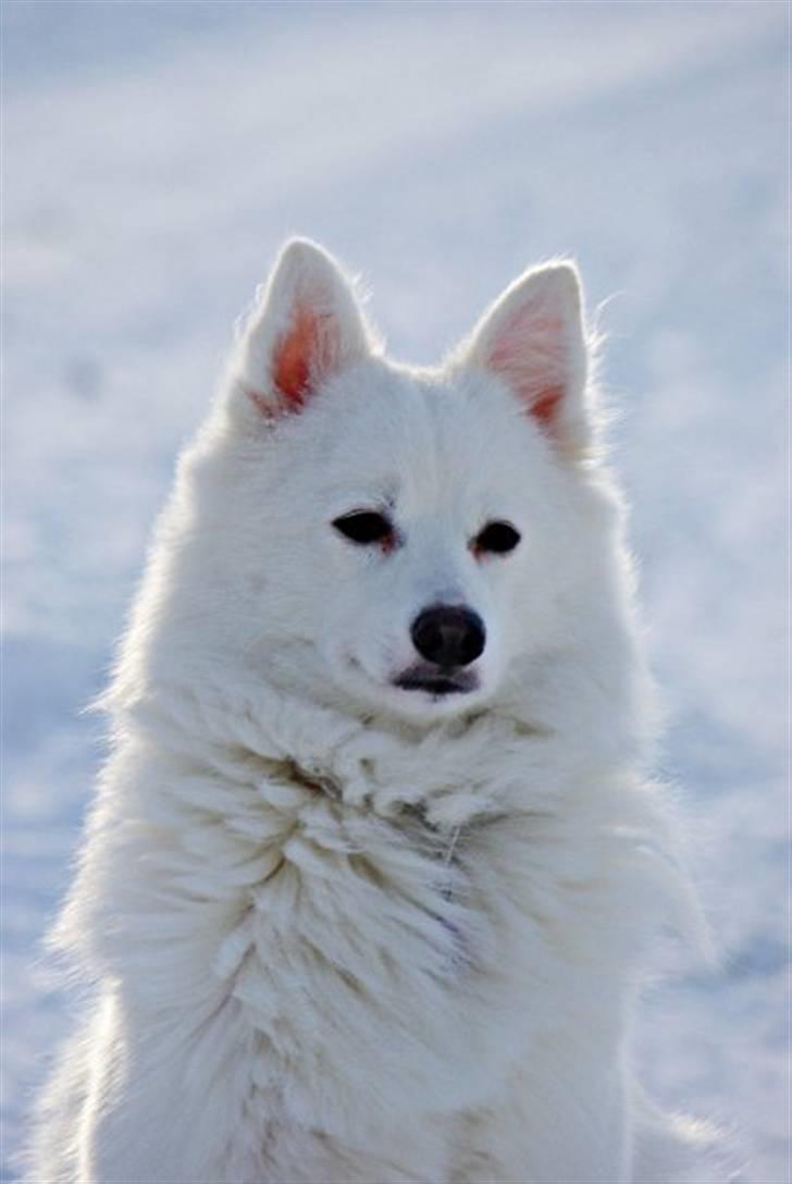 Japansk spids Grazy Daisy - R.I.P. :'( <3 billede 10