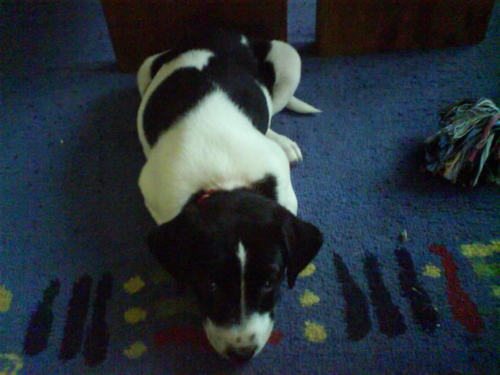 Dansk svensk gaardhund Rocky billede 7