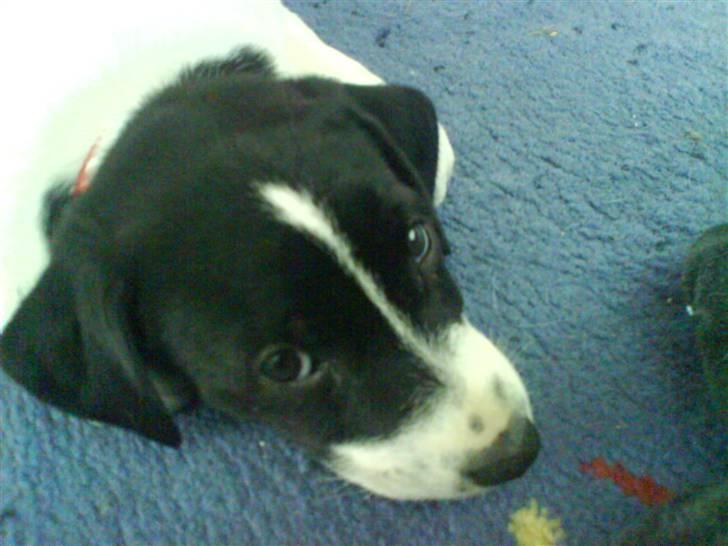 Dansk svensk gaardhund Rocky billede 8