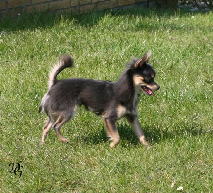 Chihuahua Malli billede 1