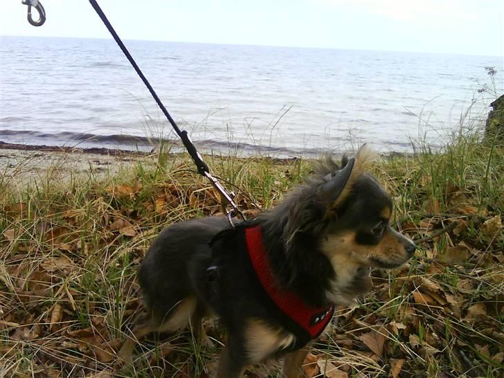 Chihuahua Malli - Nyt, ude og gå i skoven billede 2