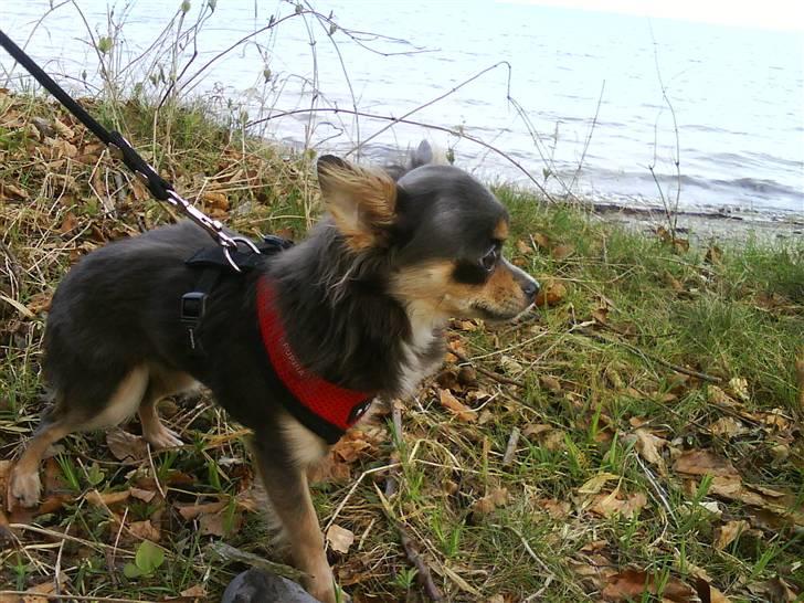 Chihuahua Malli - Nyt ude og gå i skoven billede 3