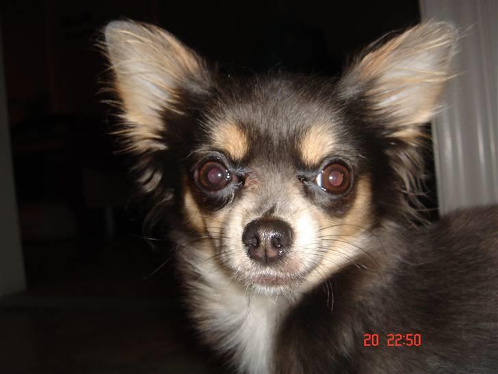 Chihuahua Malli billede 4