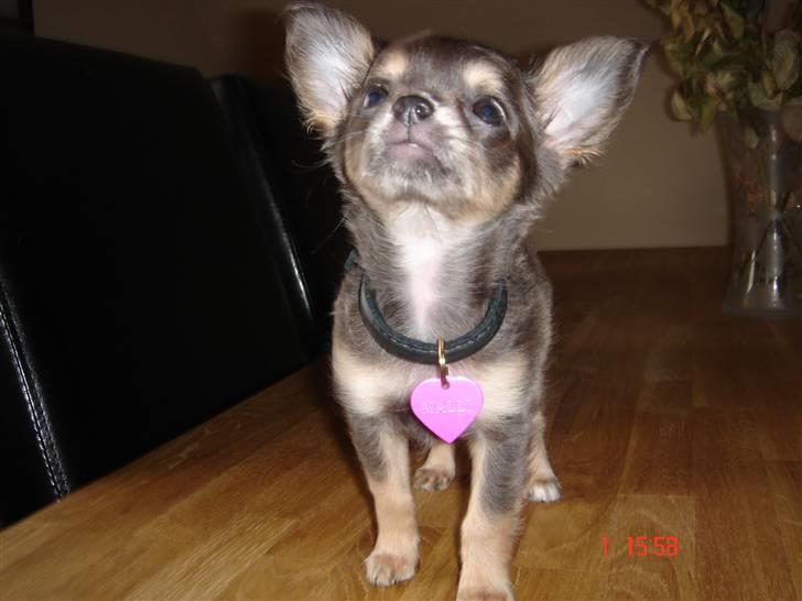 Chihuahua Malli - Malli er ikk så gammel her billede 5