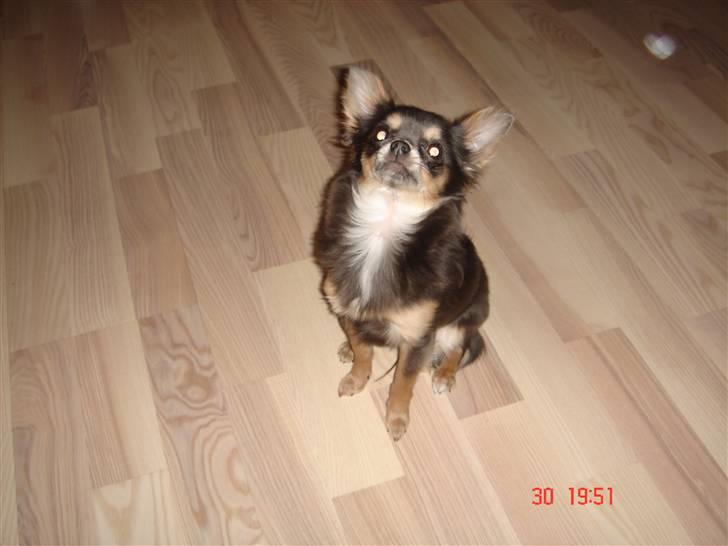 Chihuahua Malli - Se hvor landt hår jeg har fået billede 6