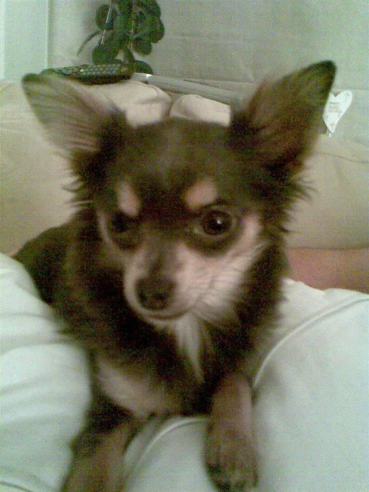 Chihuahua Malli billede 7