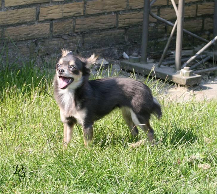 Chihuahua Malli - dejligt vejr billede 8