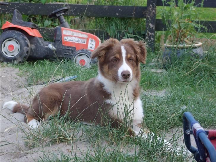 Border collie Jumper - i haven klar parat nu billede 7