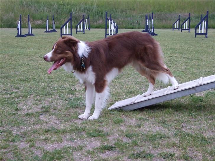 Border collie Jumper - kan mit feldt men lidt for skævt siger mor billede 8