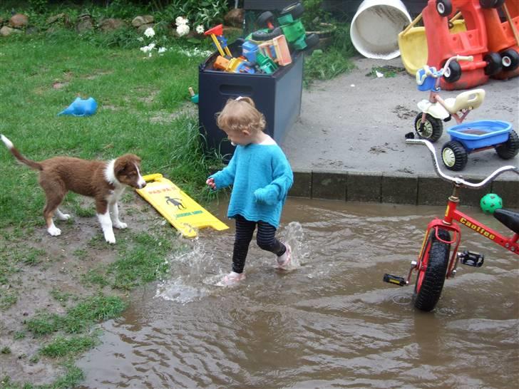 Border collie Jumper - sjovt men jeg gør det IKKE billede 9
