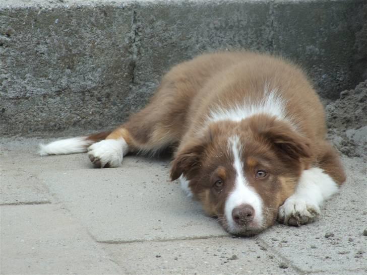 Border collie Jumper - 12 uger og sløv billede 10