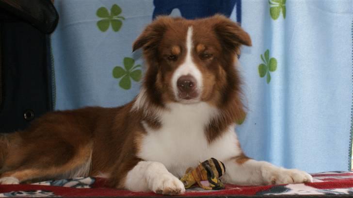 Border collie Jumper - Bare dejlig billede 11