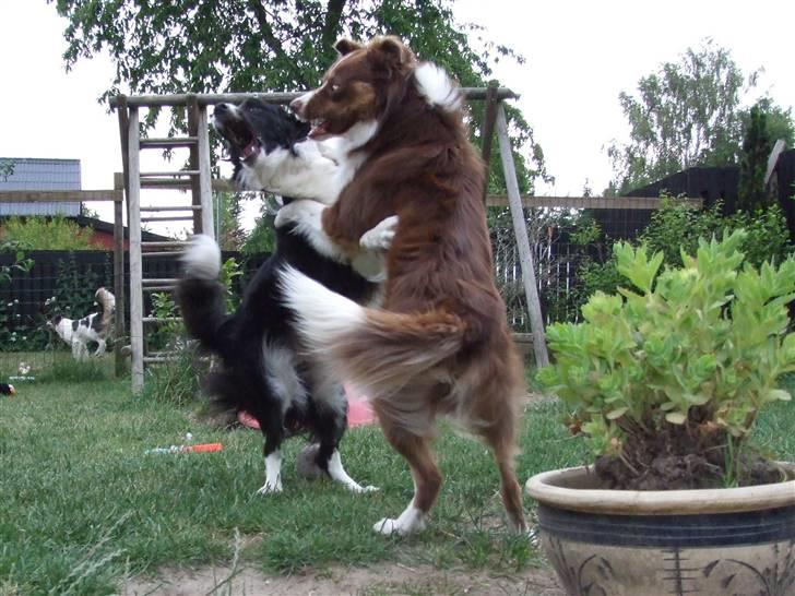 Border collie Jumper - storebror får lige nogle bank bare for sjov billede 12
