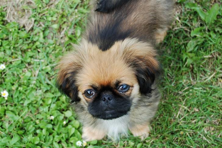 Pekingeser Pelle billede 1