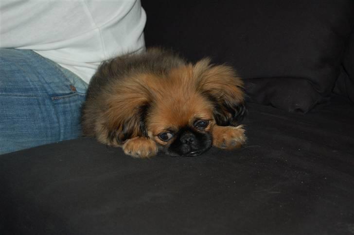 Pekingeser Pelle billede 3