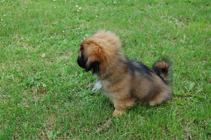 Pekingeser Pelle billede 4