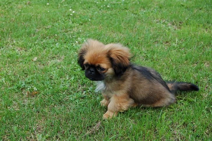 Pekingeser Pelle billede 5