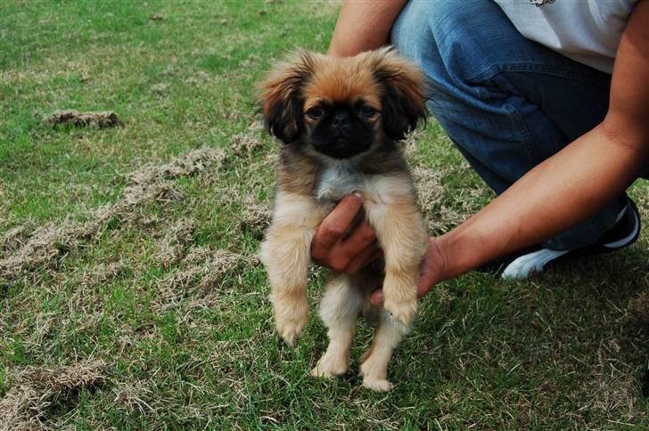 Pekingeser Pelle billede 6