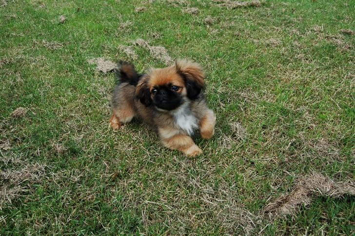 Pekingeser Pelle billede 7