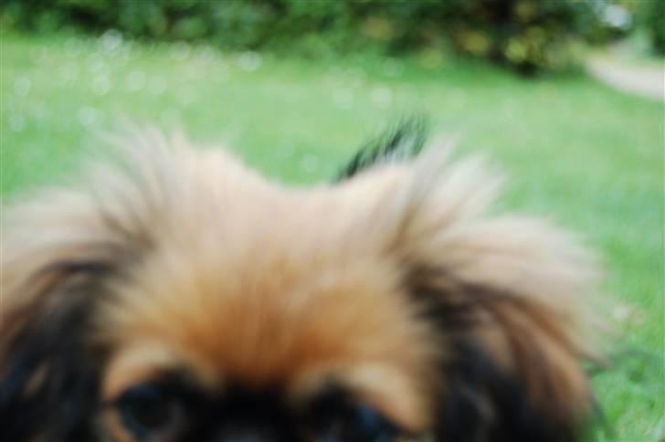 Pekingeser Pelle billede 9