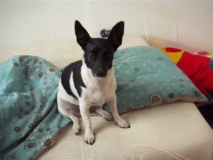 Blanding af racer Kira - Ja, sådan kan hun også se ud hihi ;o) billede 20