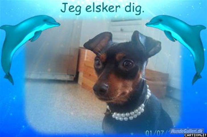 Prazsky krysarik shadow - prinsseser må ha´ perler billede 6