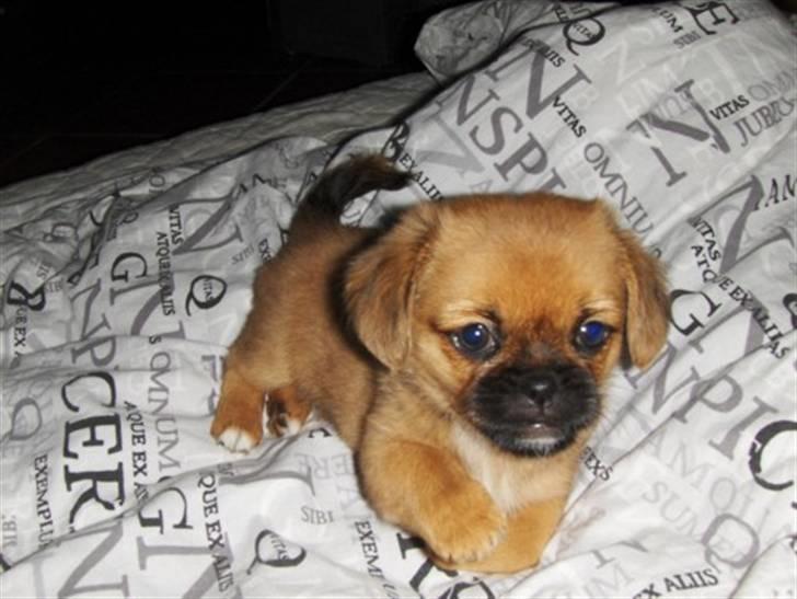 Blanding af racer Bonnie - Lille sød mig billede 13